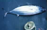 SKIPJACK